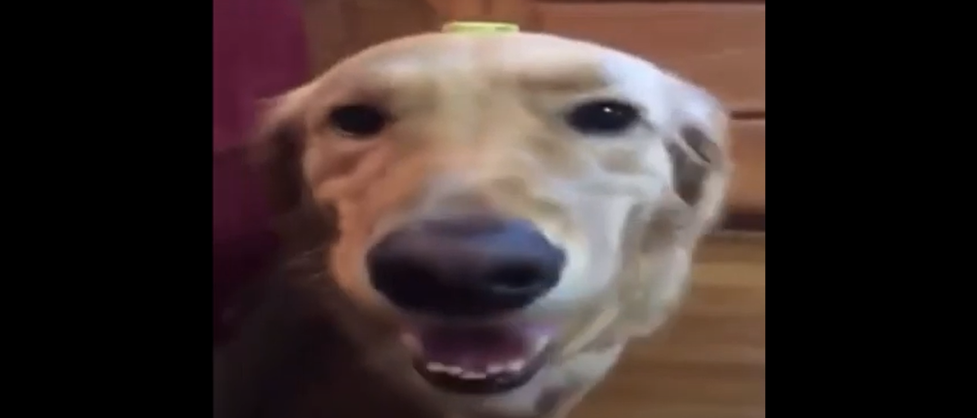 Butter dog.png